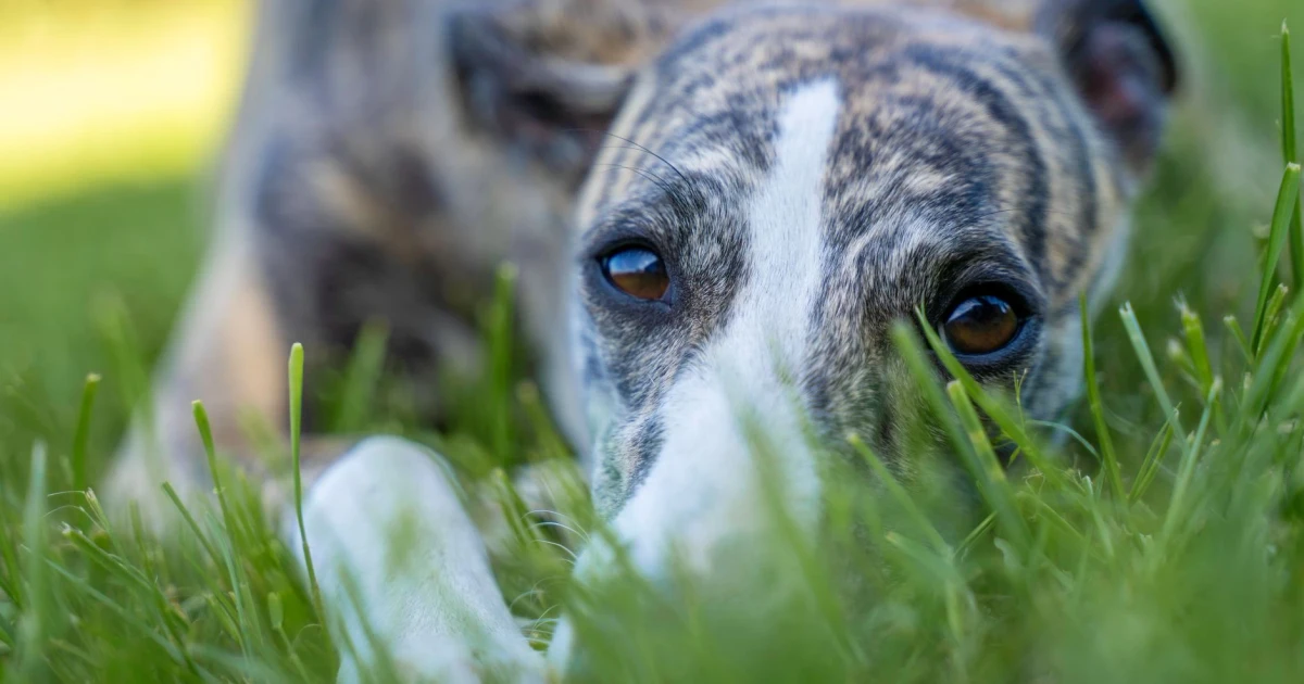 New Zealand marks final greyhound race as ban nears end