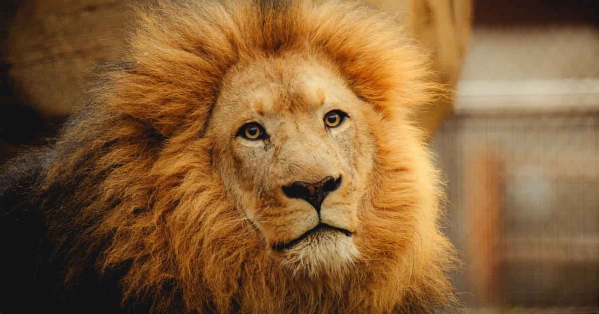 Tokyo zoo reports first heat-related lion deaths in 62 years