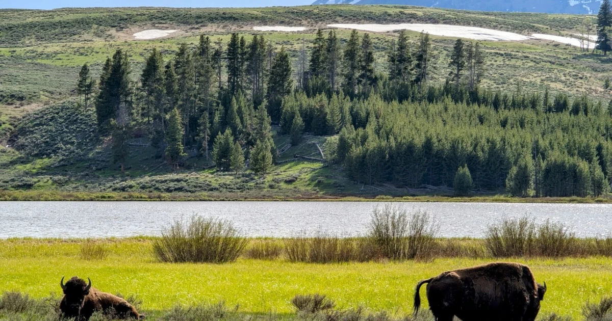 Yellowstone bison chases child after visitors get too close