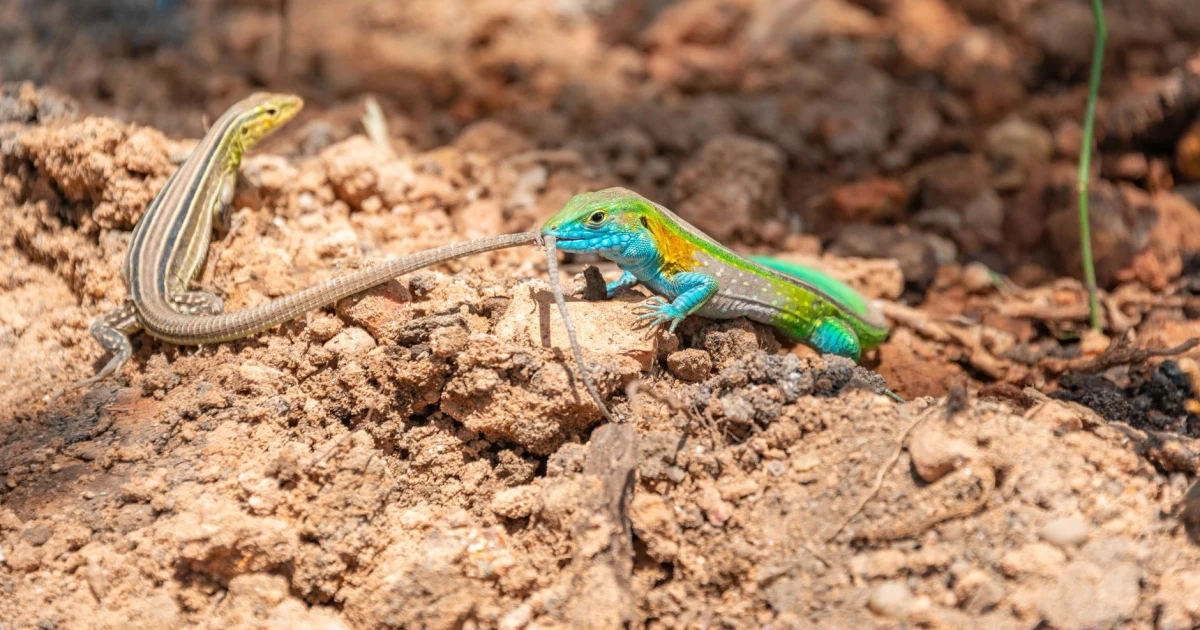 Bezos Earth Fund and Re:wild launch $200 million species rescue effort