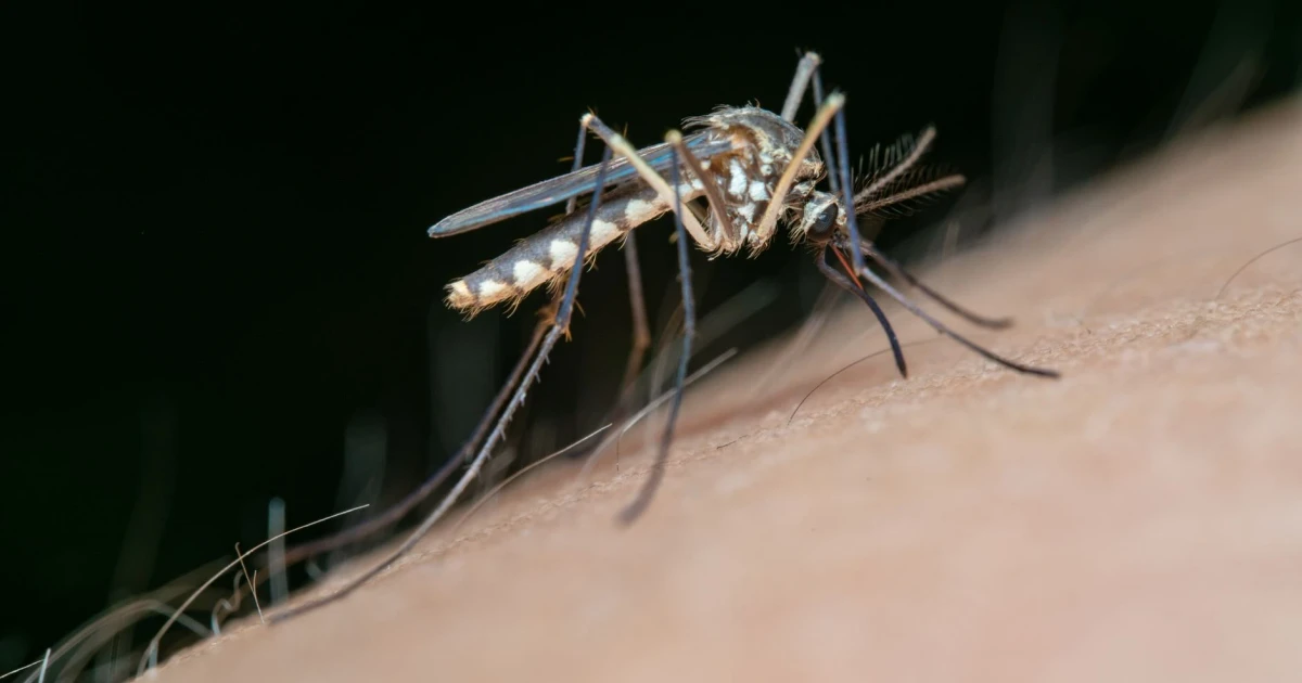 Virginia reports first locally acquired dengue case in Northern Virginia