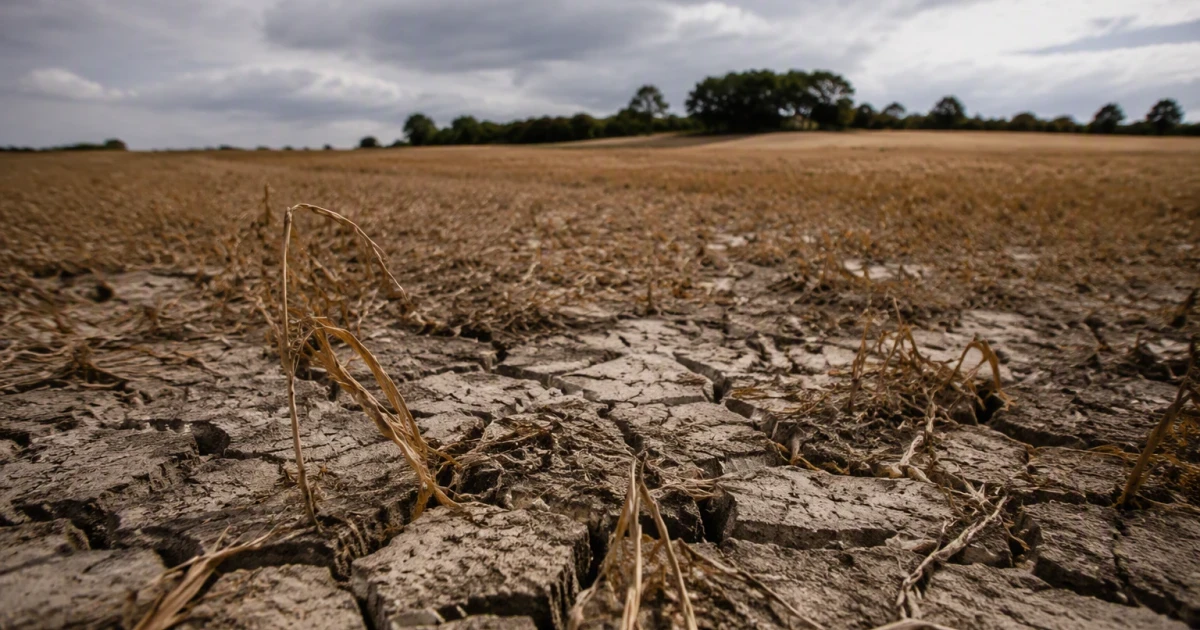 Britain heads for worst cereal harvest in four decades after drought