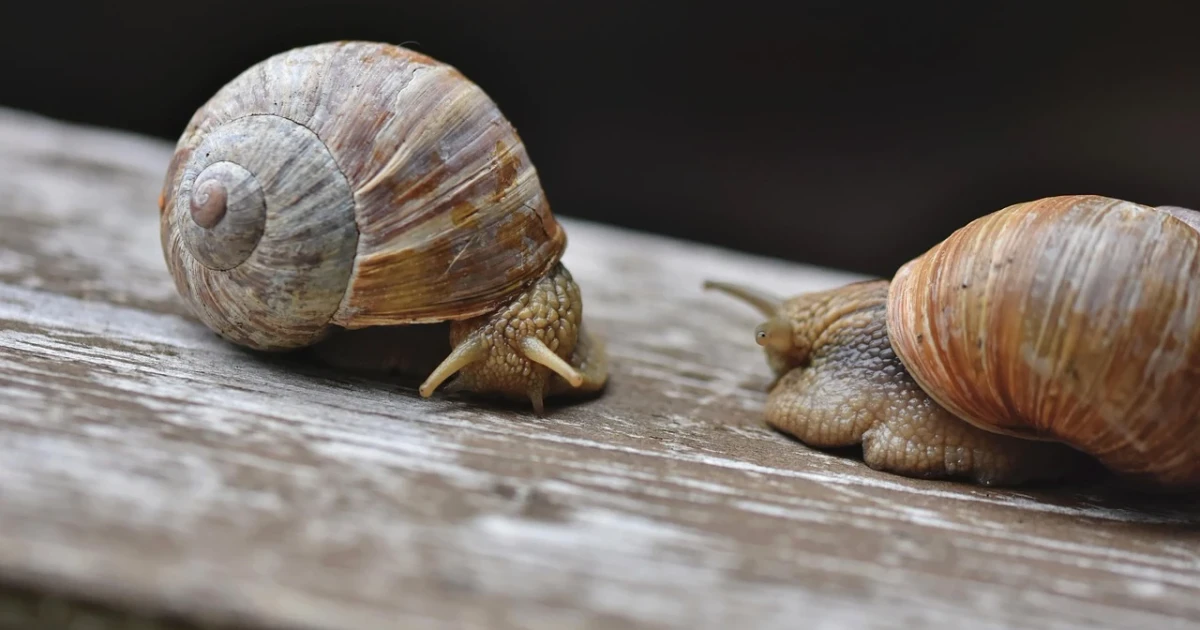 Snail mucus reveals three distinct formulas with biomaterial potential