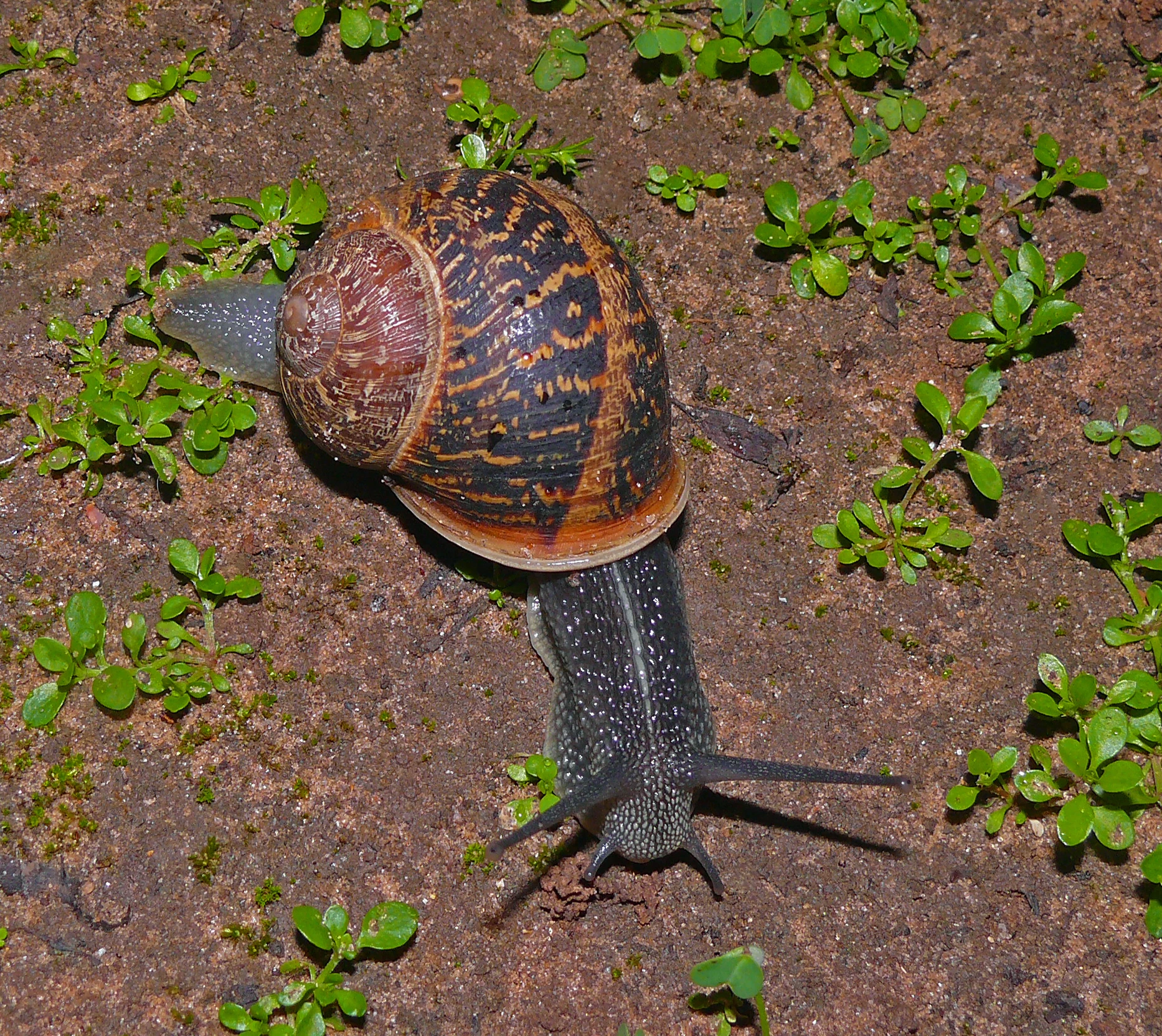 Cornu aspersum — Wikimedia Commons