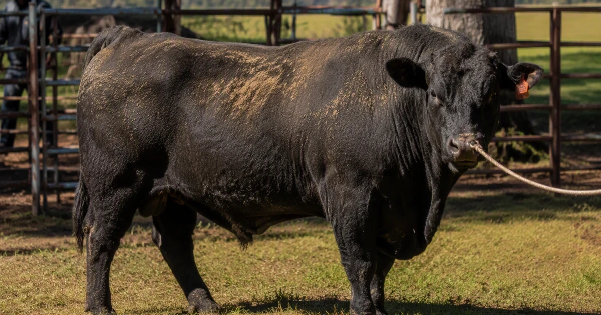 1,500-pound bull caught after roaming near Pickens Academy in Alabama
