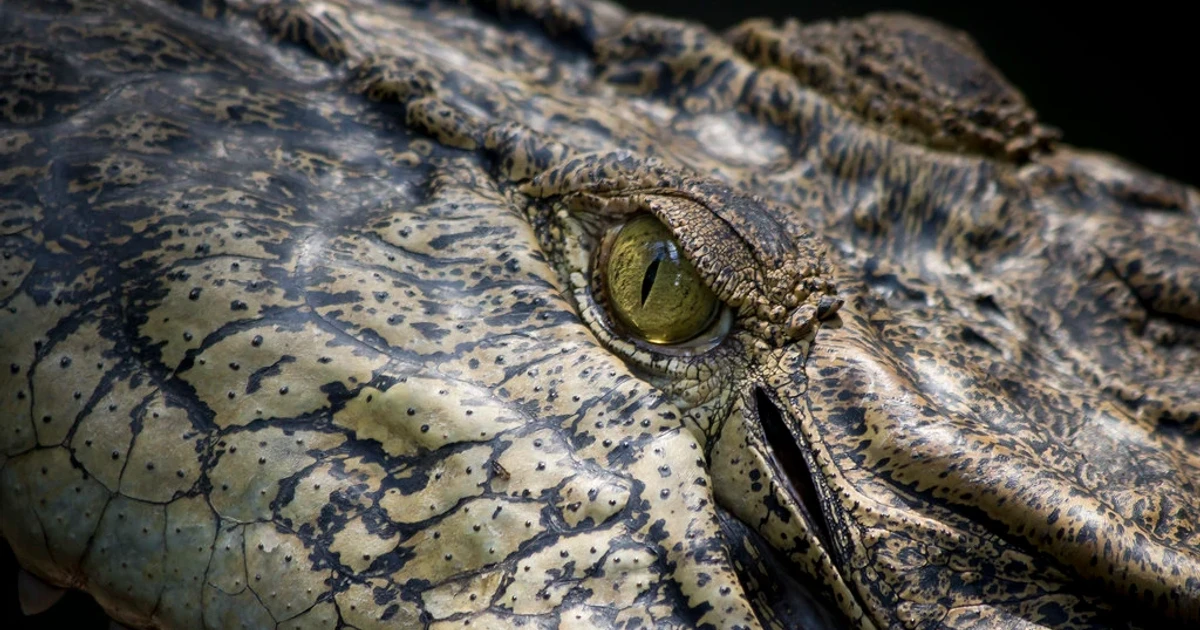 Malaysia’s crocodile hunters face deadly attacks in Sarawak rivers