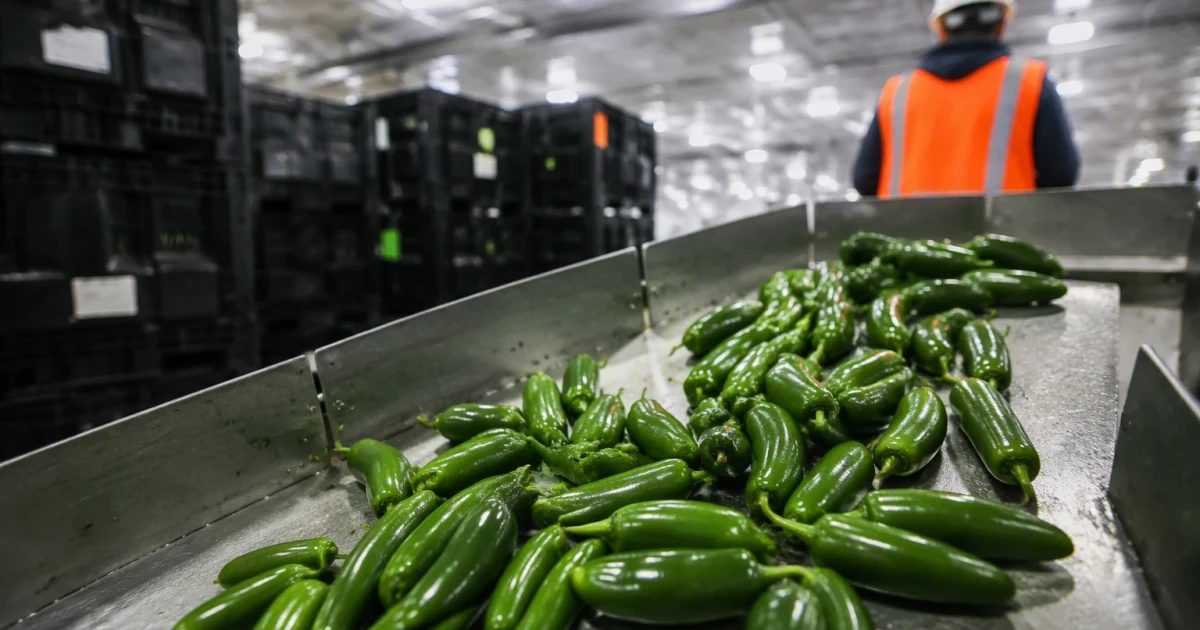 Salmonella outbreak in 27 states raises concerns over recalled jalapeños