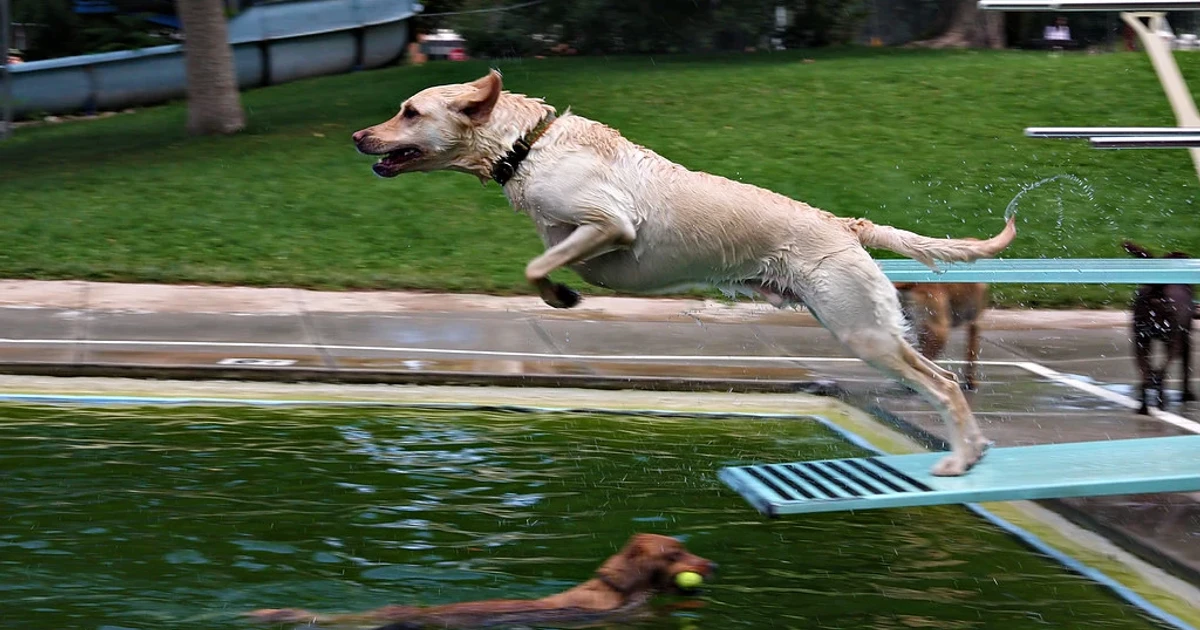 Why the dog days of summer are named after Sirius