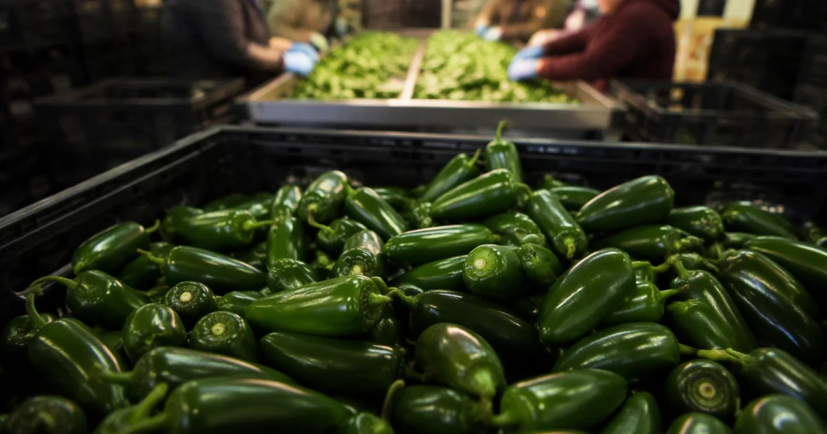 Taylor Farms recalls jalapeño products over possible Salmonella risk
