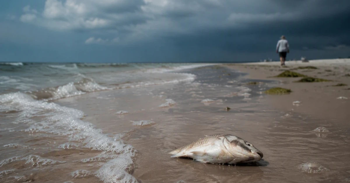Louisiana warns beachgoers about flesh-eating Vibrio bacteria risk