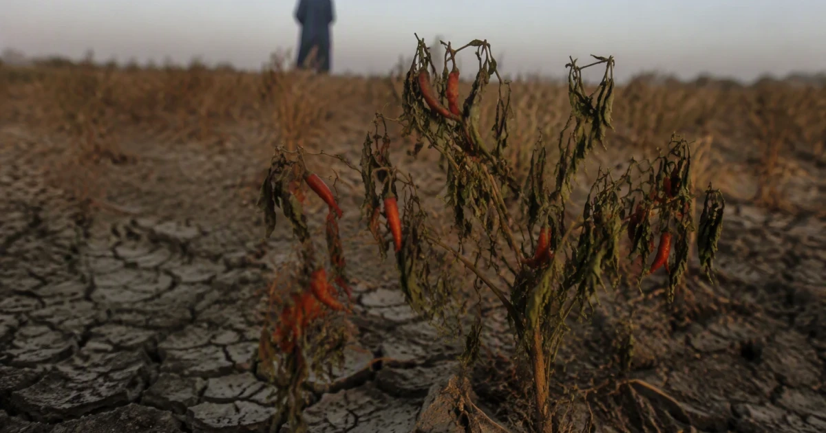 Pakistan’s chili farmers adapt as heat, floods and costs bite