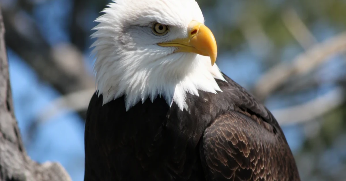 Famed Big Bear bald eagle Jackie dies after weeks of treatment