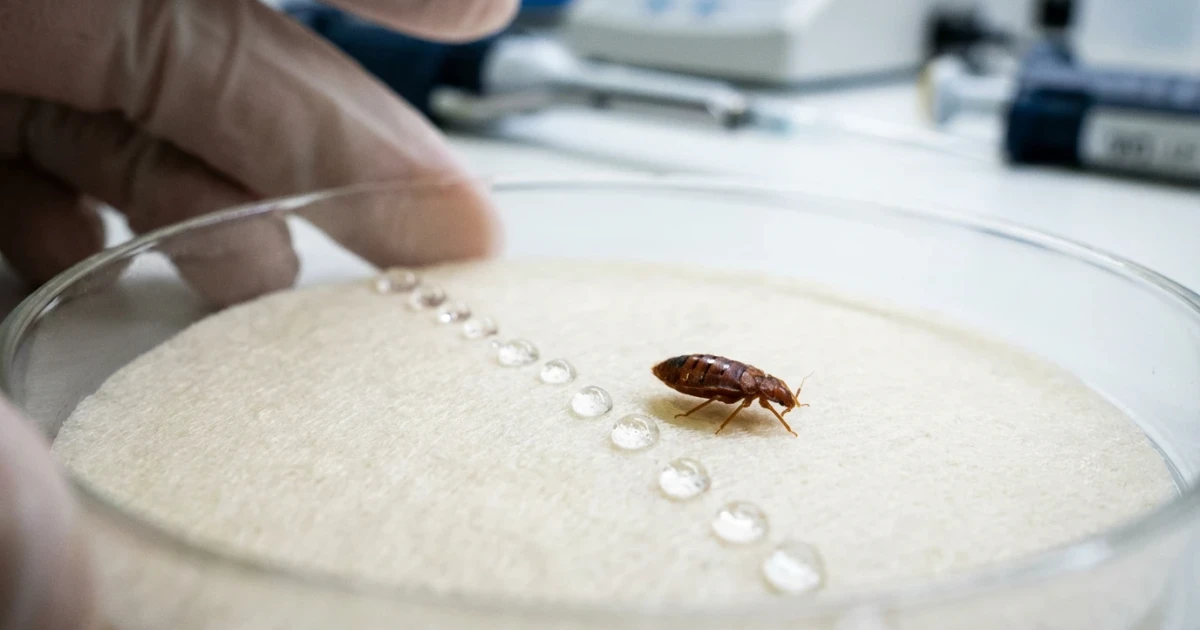 New Study Reveals Bed Bugs Avoid Wet Surfaces