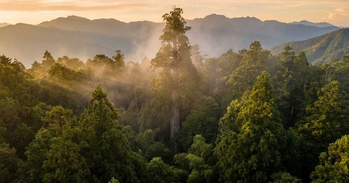 The Heaven Sword Certified as East Asia's Tallest Tree