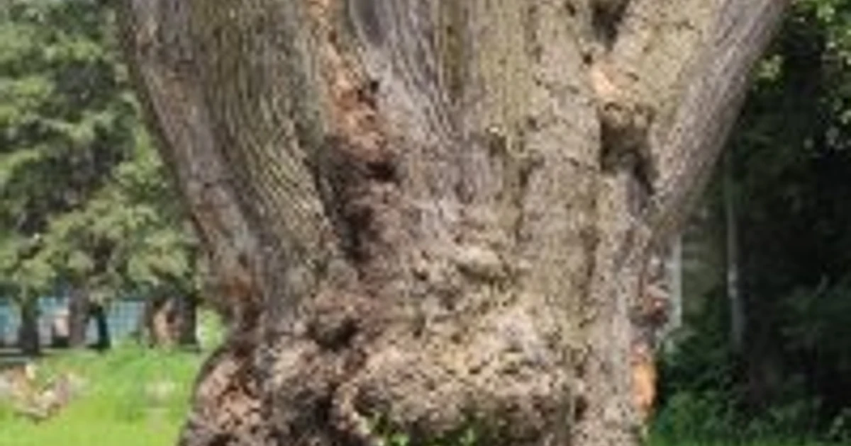 Rockwell Council discusses tree removal